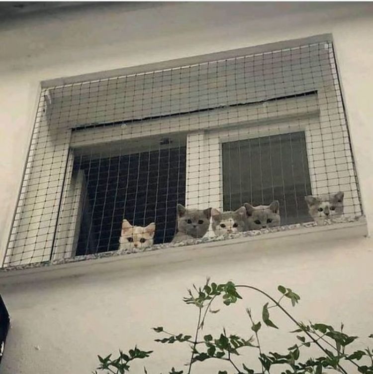 nuôi thú cưng nuôi thú cưng